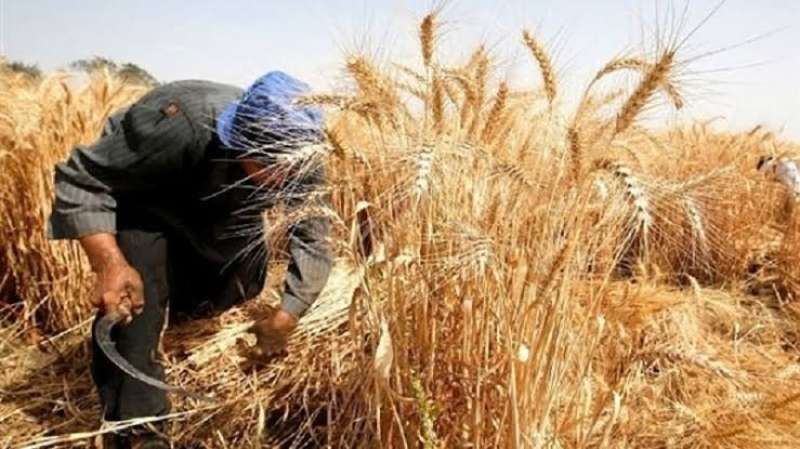 «الزراعة» تقدم خدمات حصاد القمح للمحافظات الحدودية
