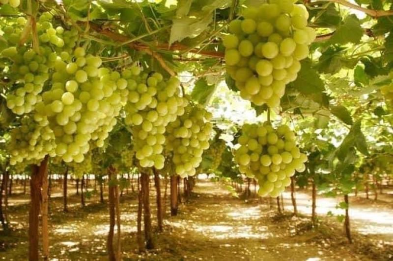 الأرباح خيالية.. كيف تدير بستان عنب بأعلى كفاءة؟