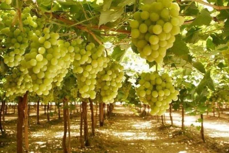 لأرباح خيالية.. كيف تدير بستان عنب بأعلى كفاءة؟