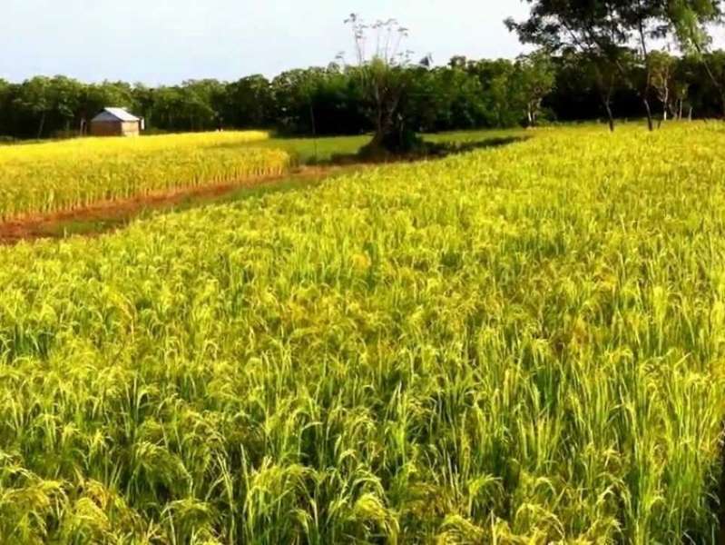 الطقس الحار والجاف يهددان إنتاج القمح في الصين ويضغط على الأمن الغذائي