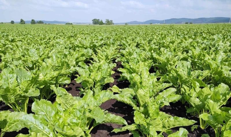 قيود التصدير الأوروبية تدفع أوكرانيا لتقليص زراعة البنجر بنسبة 20%