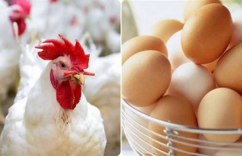1.5 دجاجة و14 مليار بيضة.. الحكومة تعلن إنتاج مصر من الثروة الحيوانية والداجنة