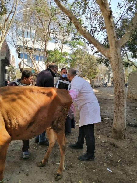 الزراعة: فحص أكثر من 13 ألف رأس ماشية وتنفيذ التلقيح الاصطناعي لأكثر من 46 الف حالة