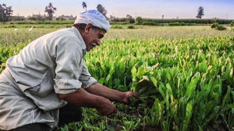 الزراعة” تحذر من تقلبات مناخية حادة وتصدر توصيات عاجلة للمزارعين