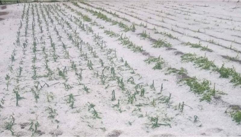 ثلوج مايو تفاجئ رومانيا وتتسبب بخسائر واسعة في القطاع الزراعي