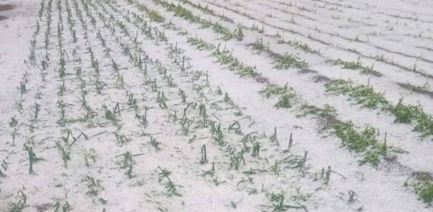 ثلوج مايو تفاجئ رومانيا وتتسبب بخسائر واسعة في القطاع الزراعي