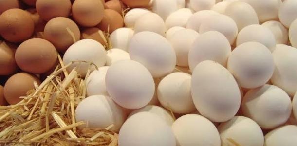 استقرار سعر كرتونة البيض بالمزارع والشركات اليوم الأربعاء
