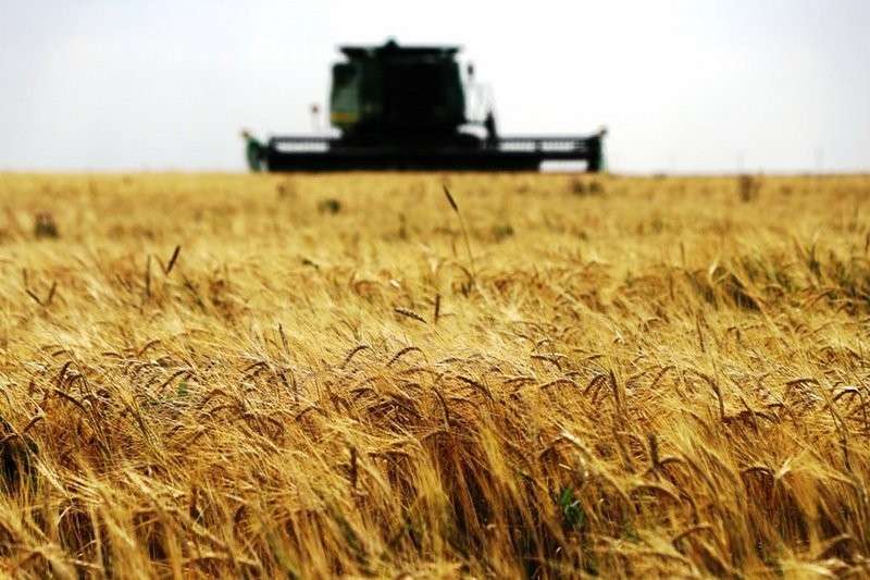 الجفاف يهدد محاصيل القمح والشعير في تركيا.. والذرة تسجل انتعاشا بفضل ارتفاع الأسعار