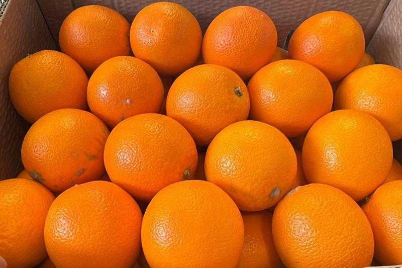 نقص برتقال فالنسيا المصري يضاعف الأسعار ويعزز الطلب