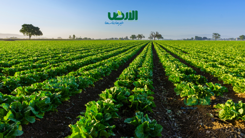 توصيات فنية لمواجهة الموجات الحارة في الزراعة والإنتاج الحيواني