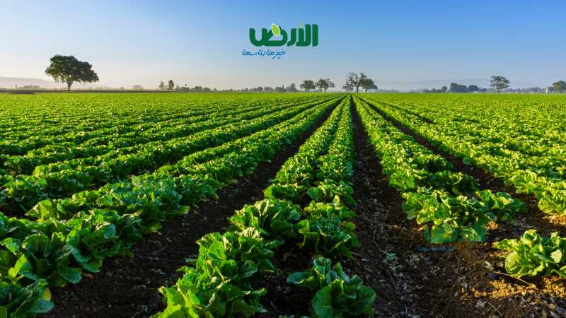 توصيات فنية لمواجهة الموجات الحارة في الزراعة والإنتاج الحيواني