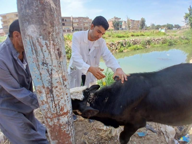 «الخدمات البيطرية» توجه قوافل علاجية مجانية لدعم صحة الحيوان بالمحافظات
