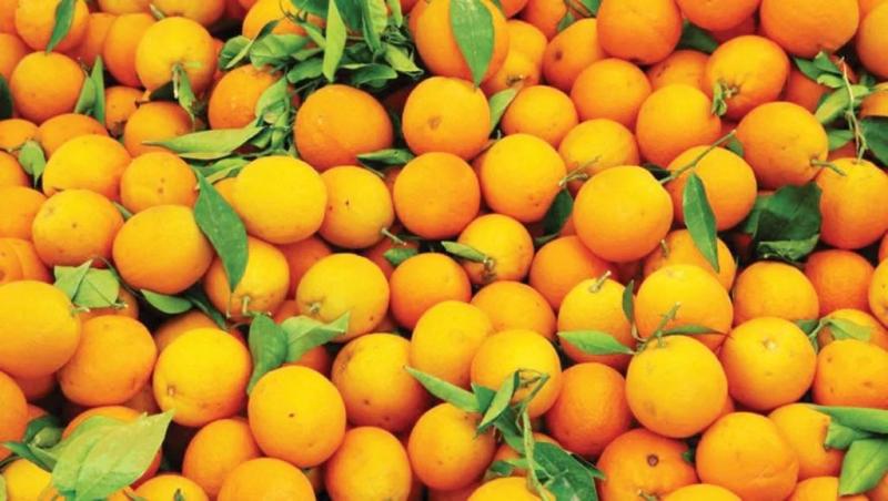 البرتقال المصري يسجل 800 دولار للطن وسط موسم قصير وطلب محلي قوي