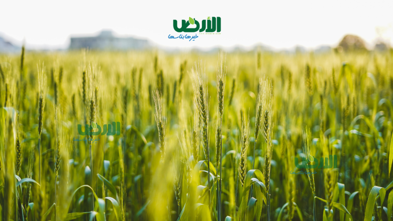 ”الزراعة”: توريد 2.5 مليون طن قمح للصوامع والشون من المزارعين حتى الآن