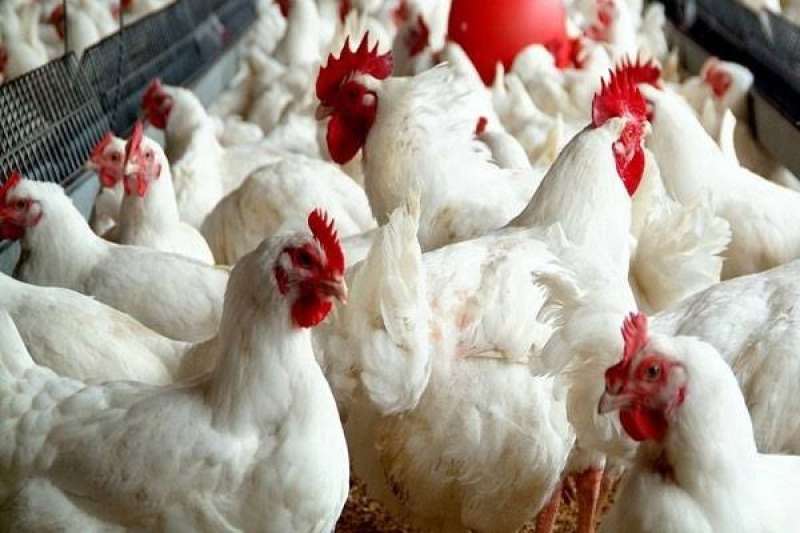 ”الزراعة”: متابعة مستمرة لجميع مزارع الدواجن ولم يتم تسجيل حالات نفوق والتحصينات متوفرة