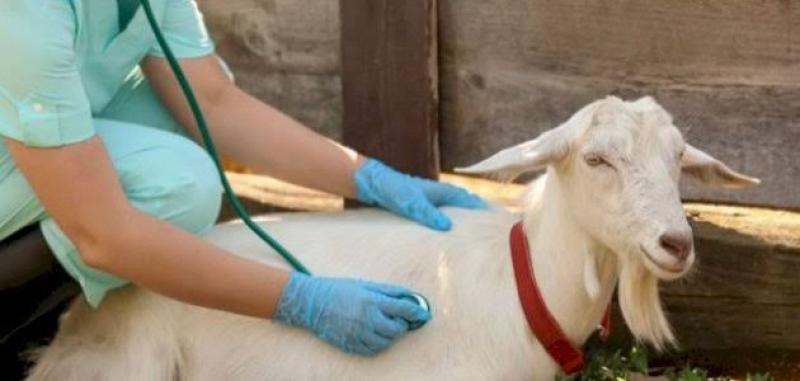 حقيقة تعيين 4 آلاف طبيب بيطري في الحكومة