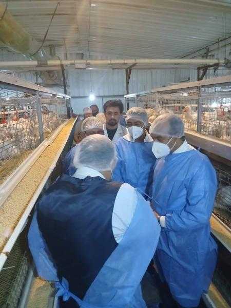 حملات بيطرية وقائية لدعم المربين وتعزيز منظومة الإنتاج الداجني في 4 محافظات