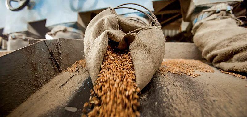 حصاد القمح في سوريا 2025.. أزمة تهدد الأمن الغذائي الوطني