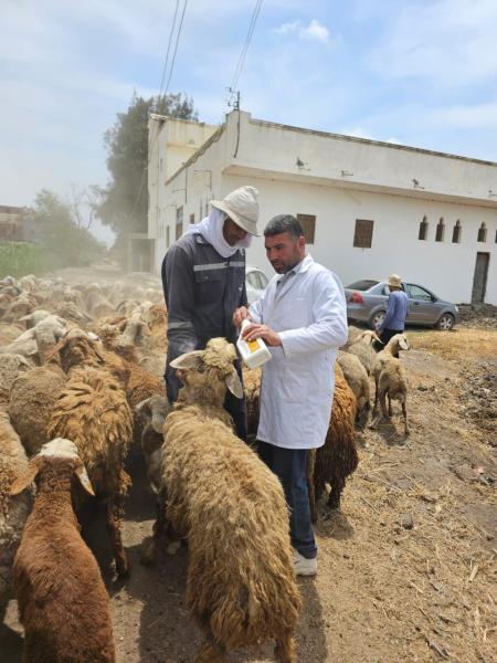 ”الزراعة” تطلق 9 قوافل بيطرية علاجية مجانية في 5 محافظات