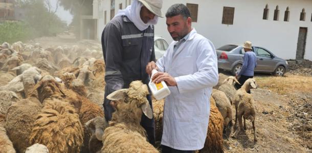 ”الزراعة” تطلق 9 قوافل بيطرية علاجية مجانية في 5 محافظات