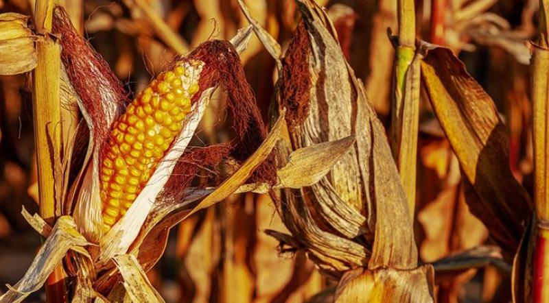بنجلاديش تسجل رقما قياسيا في إنتاج الذرة بـ6 ملايين طن