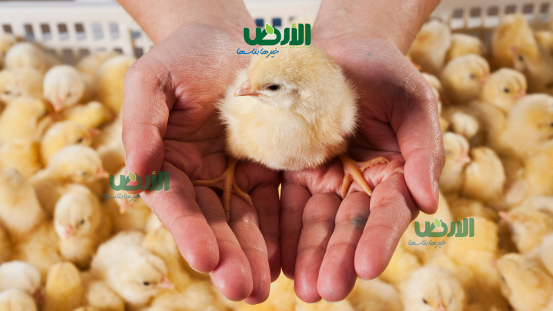انخفاض 6 جنيهات لسعر الكتكوت الأبيض فى بعض الشركات اليوم الأربعاء 21 - 5 - 2025