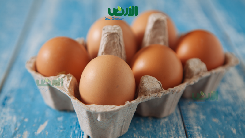 استقرار سعر كرتونة البيض بالمزارع والشركات اليوم الأربعاء