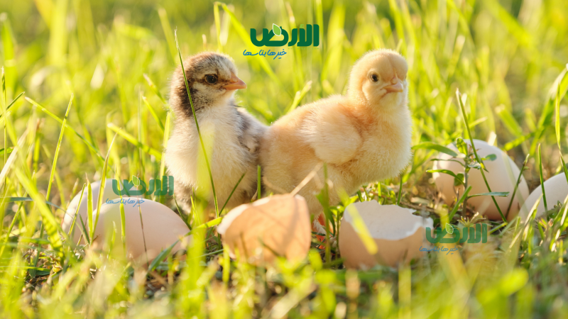 سعر الكتكوت الابيض