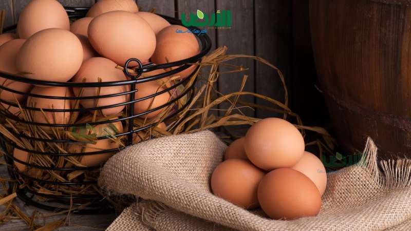 ثبات سعر كرتونة البيض بالمزارع والشركات اليوم الخميس 22 -5- 2025