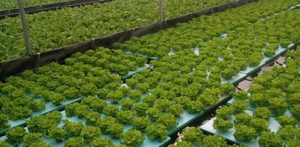 الزراعة بدون تربة والتكنولوجيا الحديثة لإنتاج الخضر وعلاقتها ‏بالتغيرات المناخية