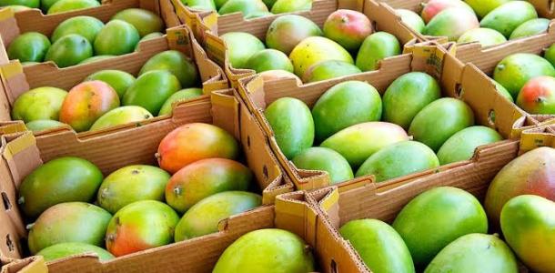 كيف أثرت التغيرات المناخية على إنتاجية المانجو في مصر ؟