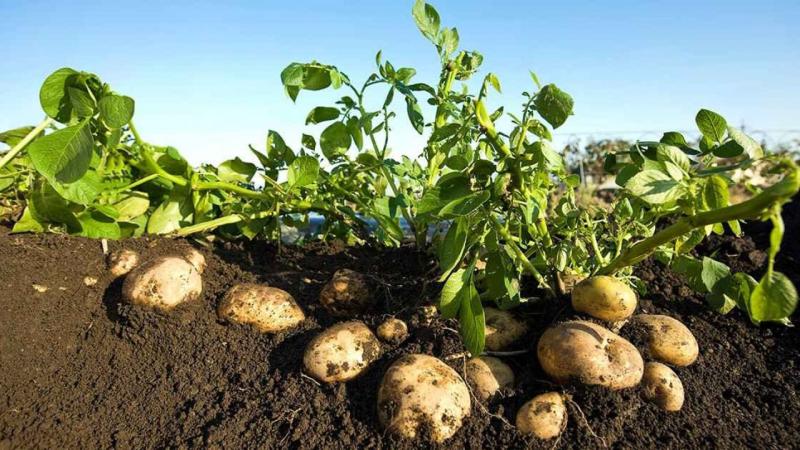 خطة هولندية نيجيرية لإطلاق ثورة في زراعة البطاطس