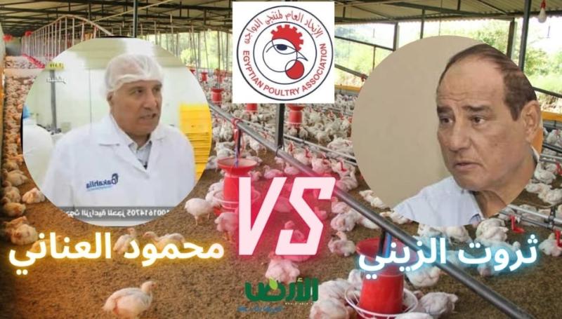 «منتجي الدواجن» على صفيح ساخن.. ودعوات لتدخل وزير الزراعة لحسم الجدل