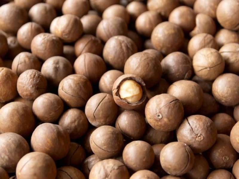 أسعار المكاديميا ترتفع في كينيا وسط استغلال وسطاء وتحديات زراعية