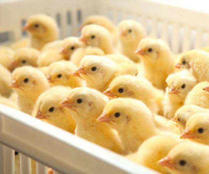 ارتفاع 2 جنيه لسعر الكتكوت الأبيض اليوم الأحد 25 - 5 - 2025