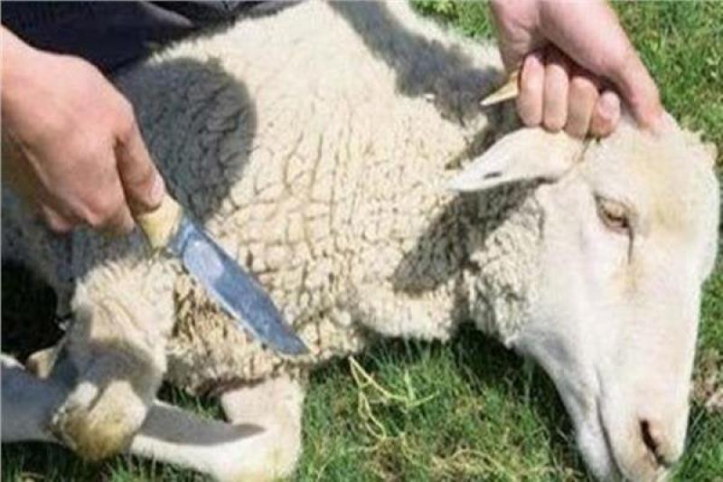 الزراعة: توفير 12 ألف رأس من الأضاحي البلدية الحية بأسعار مخفضة في المحافظات