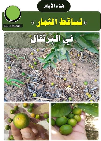 الزراعة تكشف اسباب ارتفاع معدلات تساقط ثمار البرتقال