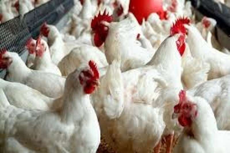 أسعار الدواجن في البورصة والمحلات اليوم الخميس 29 - 5 - 2025