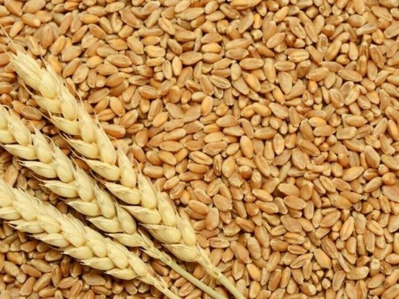 سوريا تستقبل أول شحنة قمح بعد رفع العقوبات الأوروبية والأمريكية