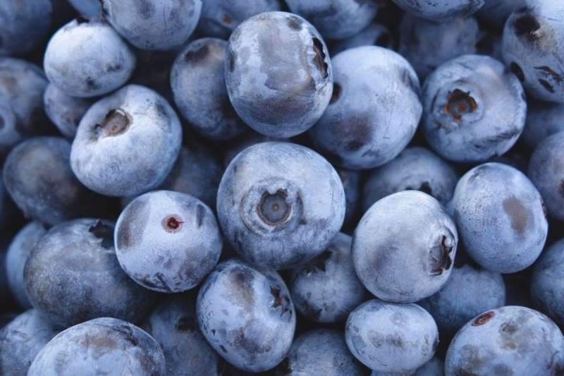 توقعات بنمو قطاع التوت الأزرق البيروفي 20% رغم التحديات اللوجستية