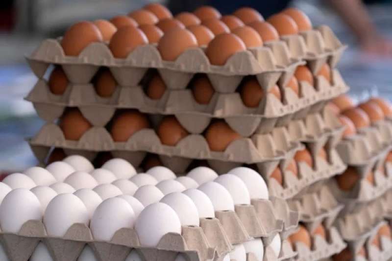 انخفاض 3 جنيه لسعر كرتونة البيض اليوم الأحد