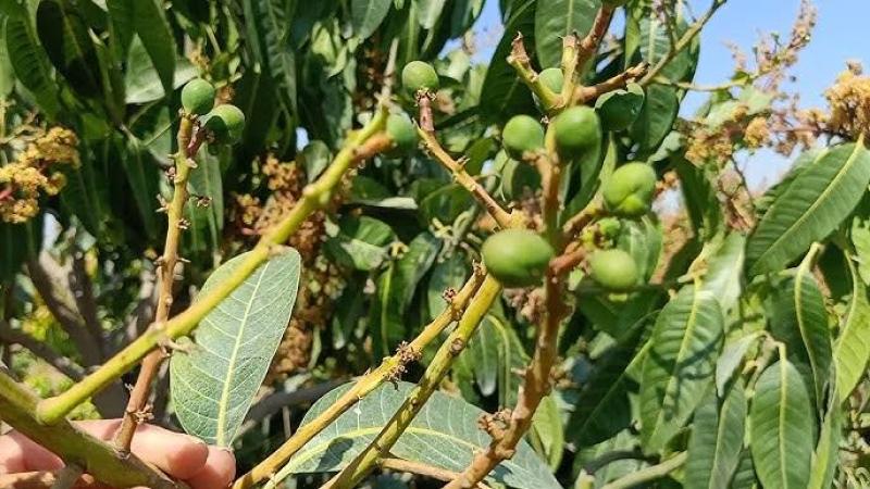 تعرف على أخطاء تسبب في تساقط ثمار المانجو
