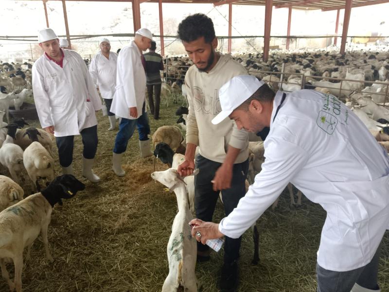 وزير الزراعة يتابع أعمال البعثة البيطرية المصرية للإشراف على الهدي والأضاحي بالسعودية