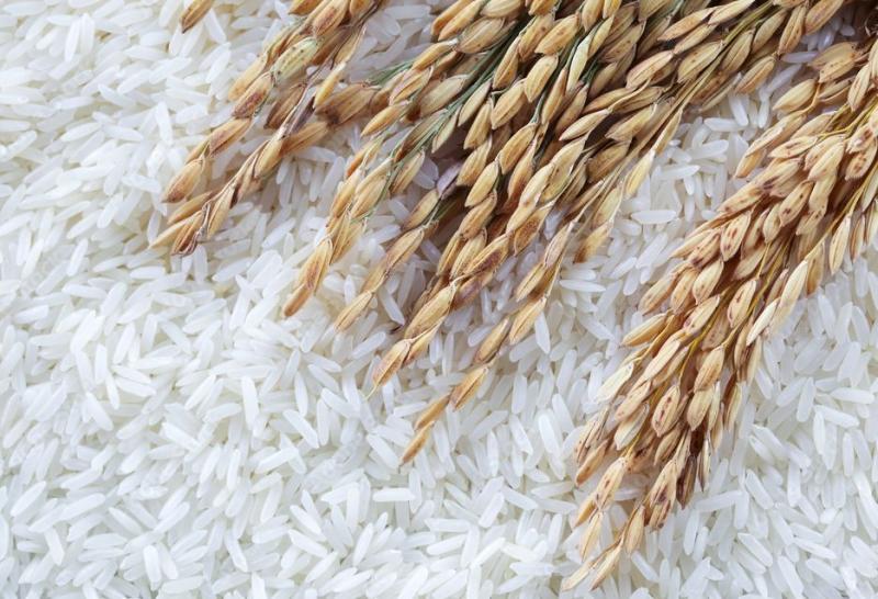 صادرات الأرز التايلاندي تتراجع مع عودة الهند إلى الأسواق العالمية