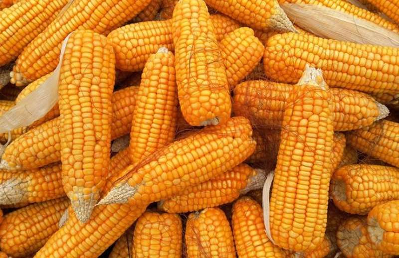 تراجع واردات الصين من الذرة الأمريكية يعيد توجيه الإمدادات نحو آسيا
