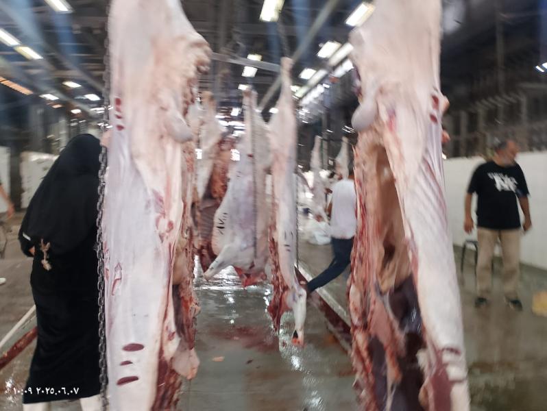«الزراعة»: ذبح 20 ألف أضحية بالمجازر الحكومية خلال أول يومين لـ«عيد الأضحى»