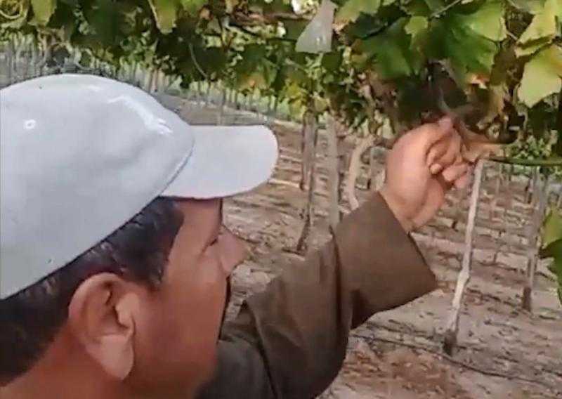 مزارع يستغيث: مركب فطري مغشوش حرق 15 فدان خوخ و10 عنب .. فيديو