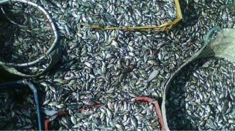 محاربة الصيد الجائر واجب وطني.. تدمير منظم للثروة السمكية