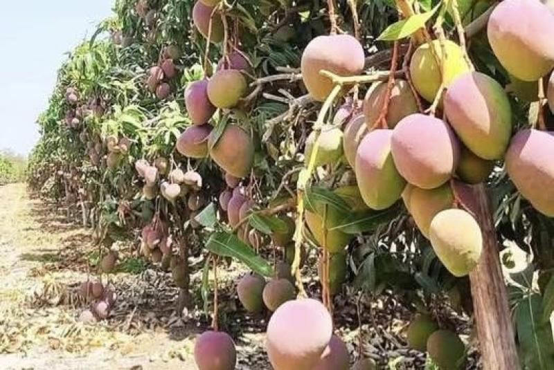 روشتة تحجيم الثمار في شهور الحرارة المرتفعة