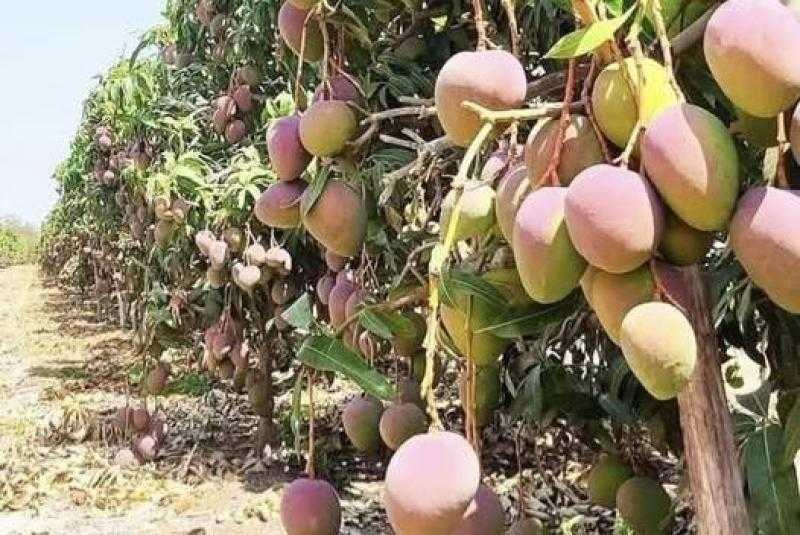 روشتة تحجيم الثمار في شهور الحرارة المرتفعة